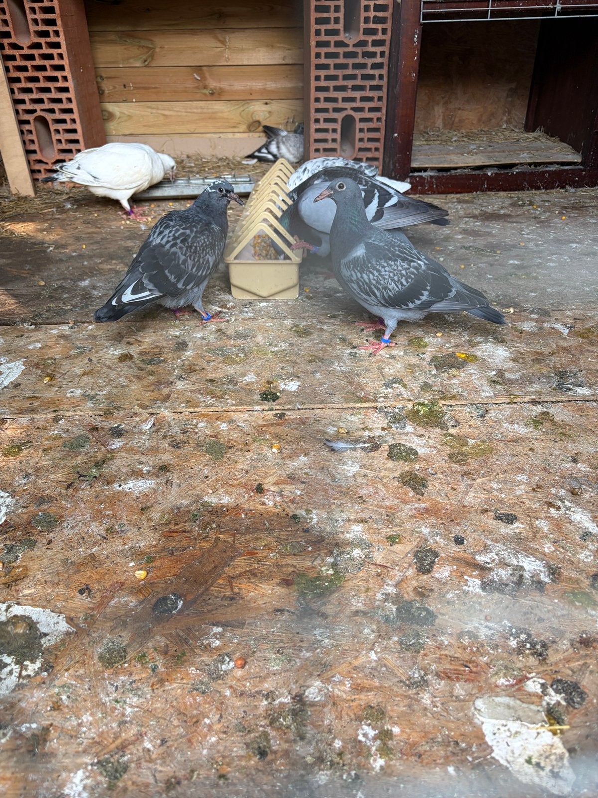 5 pigeonnes voyager, Mâle