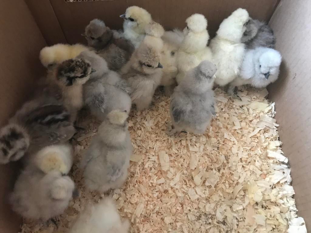 USA Zijdehoen kuikens Platinum, Blauw en Zwart ook koekoek, Dieren en Toebehoren, Pluimvee