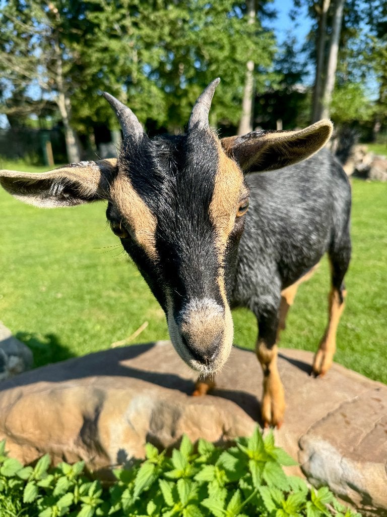 2 zwart schimmel tan miekes mini dwerggeiten, Dieren en Toebehoren, Vrouwelijk, Geit, 0 tot 2 jaar