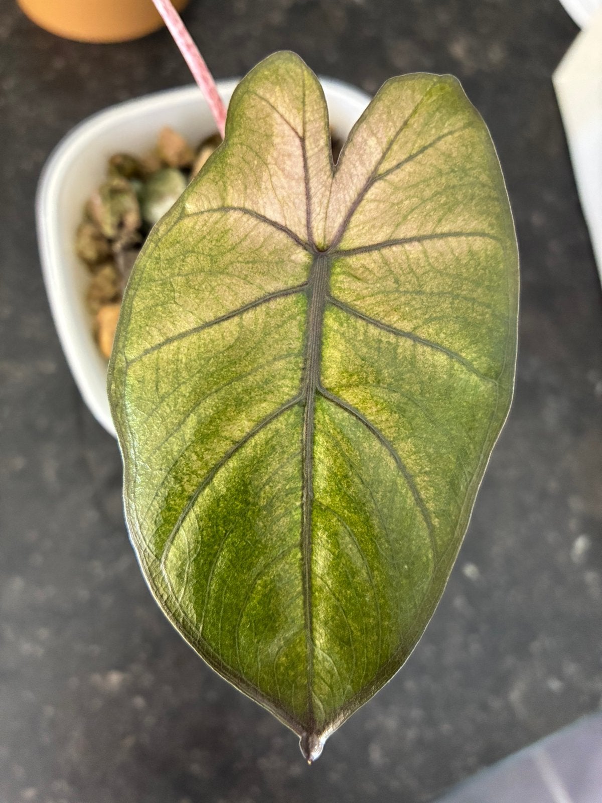 Alocasia Yucatan Princess mint variegata, Huis en Inrichting, Kamerplanten, Verzenden, Overige soorten, Halfschaduw, In pot