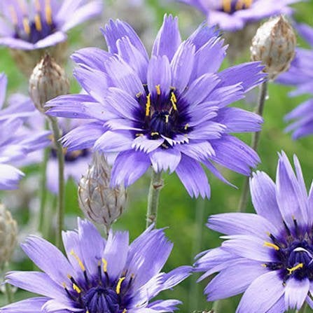 Catananche Major, Ophalen