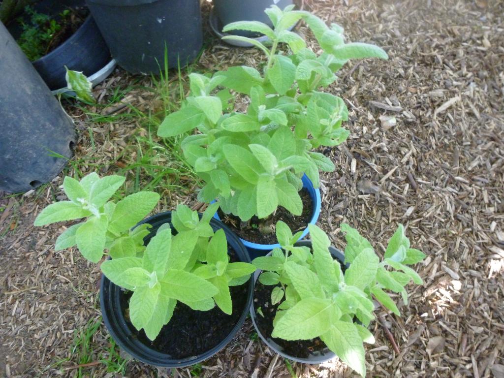 kruiden, Boeken, Wonen en Tuinieren, Ophalen, Nieuw, Tuinieren en Tuinplanten