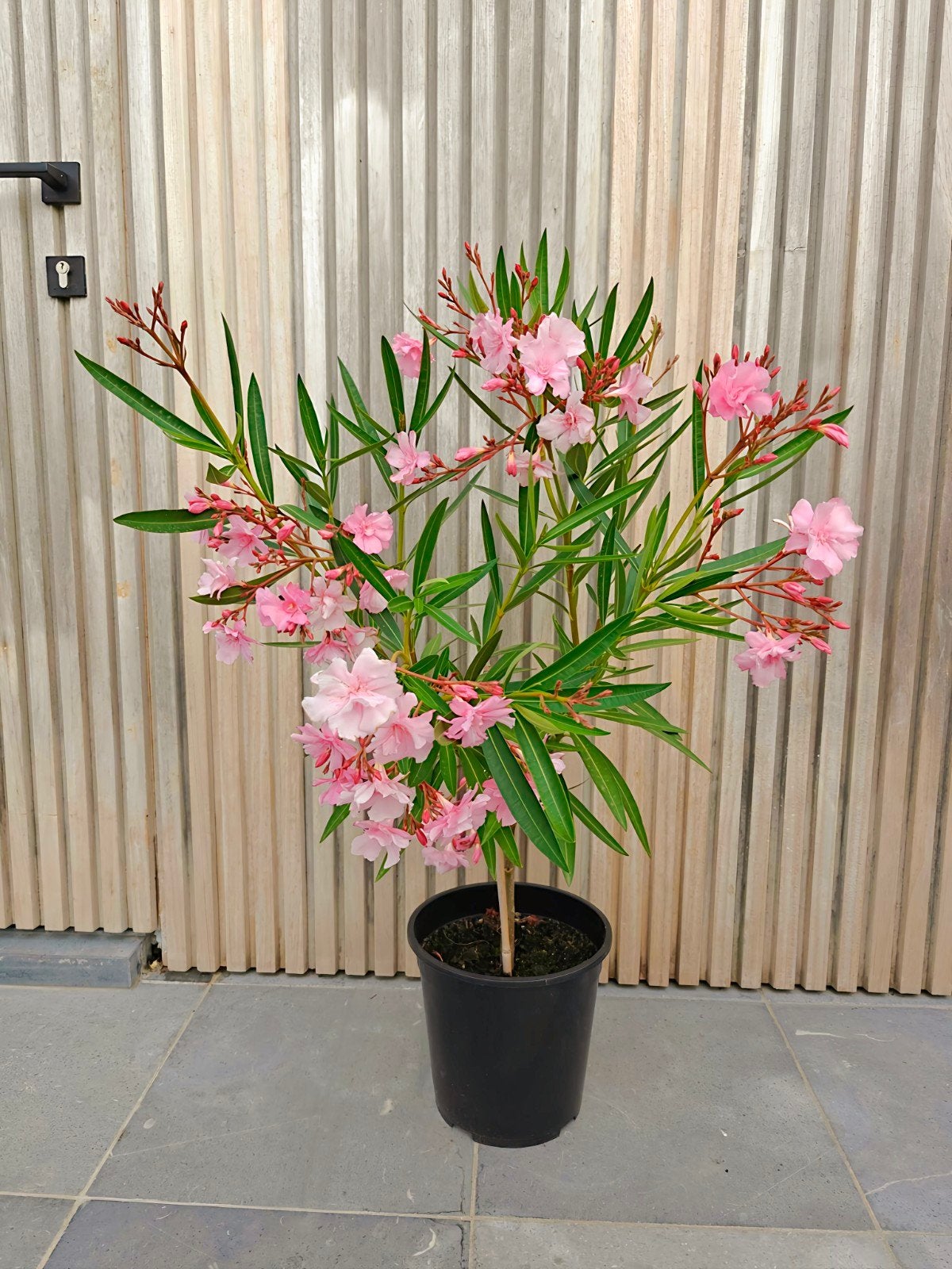 Lichtroze oleander op stam, Tuin en Terras, Volle zon, Vaste plant, Zomer, Ophalen