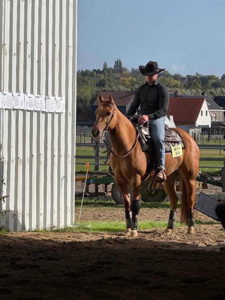 Fijne 4 jarige Quarter merrie, Dieren en Toebehoren, Merrie, Westernpaard, Met stamboom, 3 tot 6 jaar