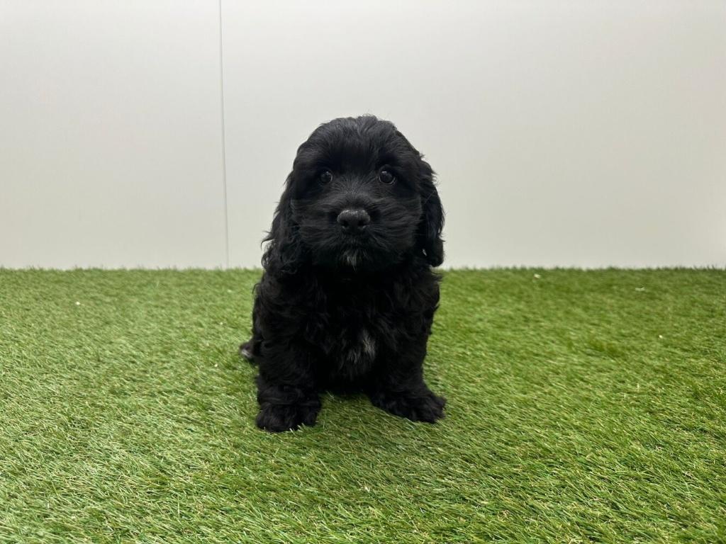 Nestje Cockapoo pups, Parvo, België, 8 tot 15 weken, Meerdere