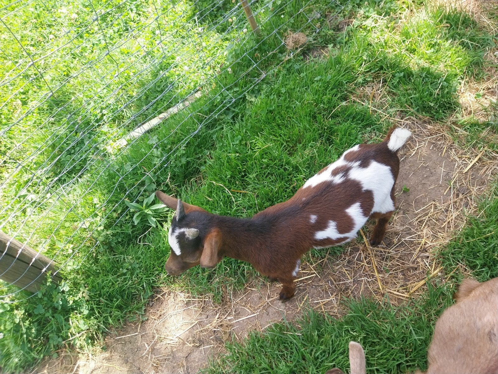 Geitenbok, 4maand oud. Mag de kudde verlaten. Handtam, Dieren en Toebehoren, Schapen, Geiten en Varkens, Mannelijk, Geit, 0 tot 2 jaar