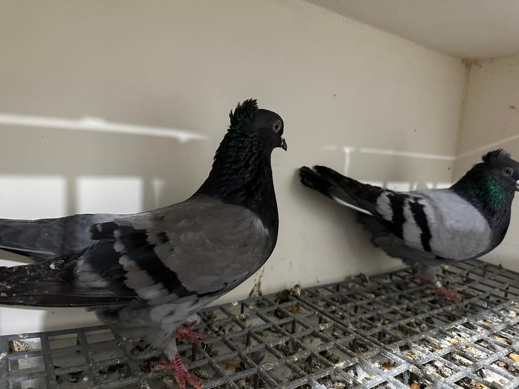 Hoogevliegers serbisch duiven, Dieren en Toebehoren
