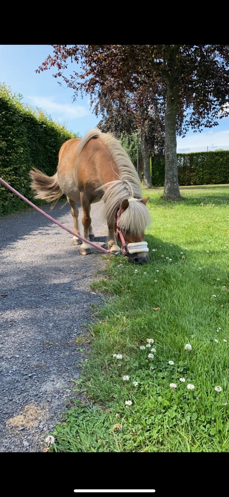 Shetlanders merrie’s, Niet van toepassing, A pony (tot 1.17m), 11 jaar of ouder, Merrie