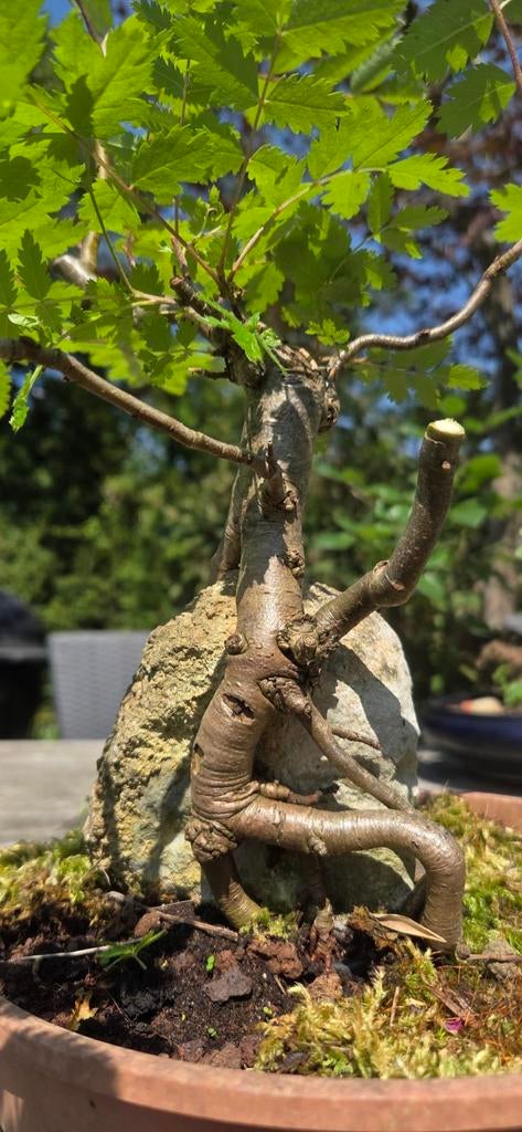 Bonsai. Lijsterbes., Tuin en Terras, Planten | Bomen, Ophalen