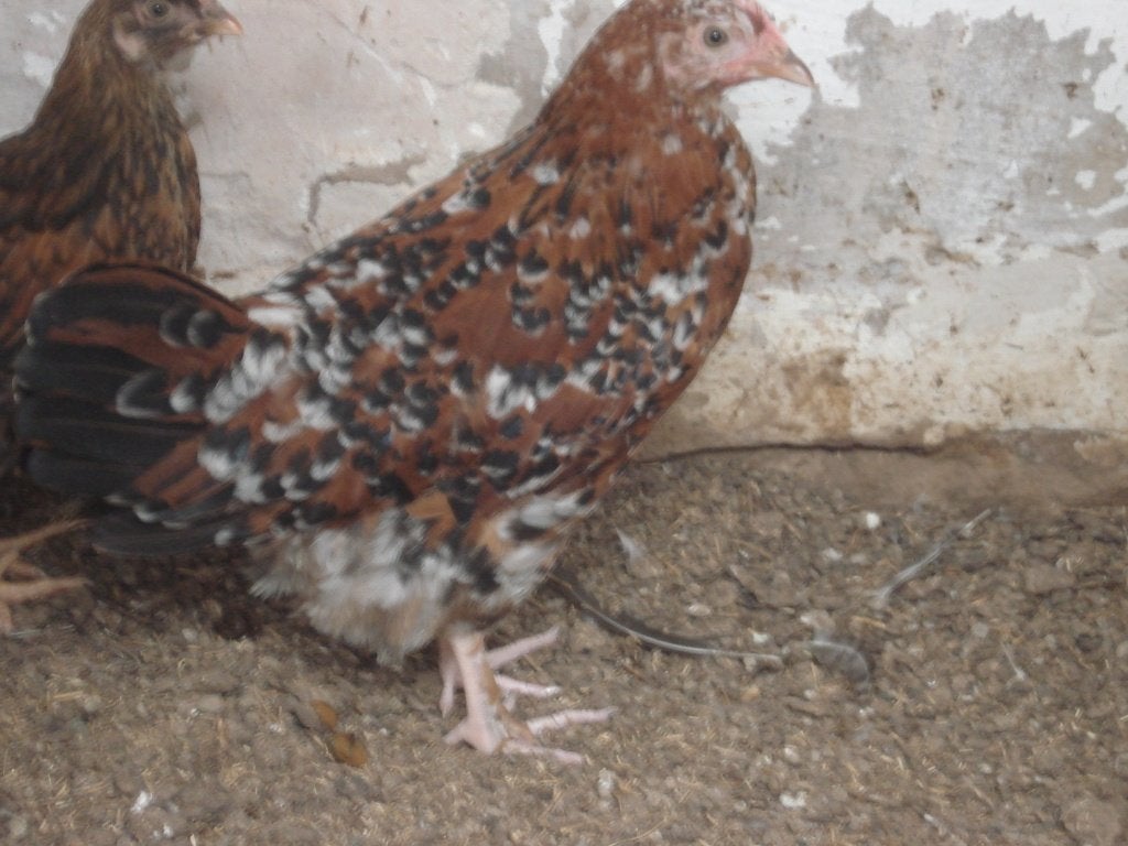 3 hennen (porselein, duizendkleur), Vrouwelijk, Kip