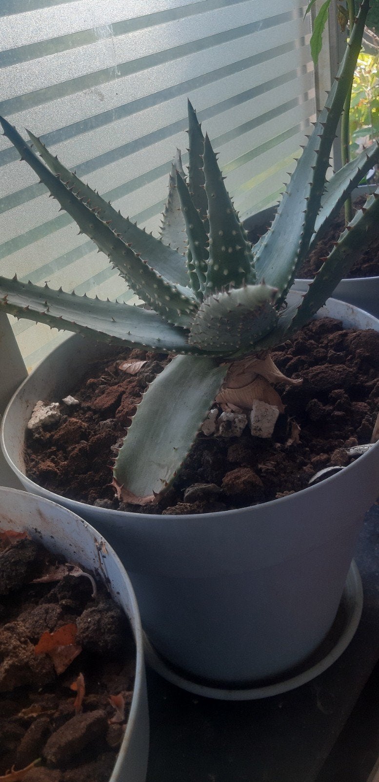 Plantes oale vera intérieur extérieur 60 € pour le tout, Jardin & Terrasse, Plantes | Jardin, Enlèvement