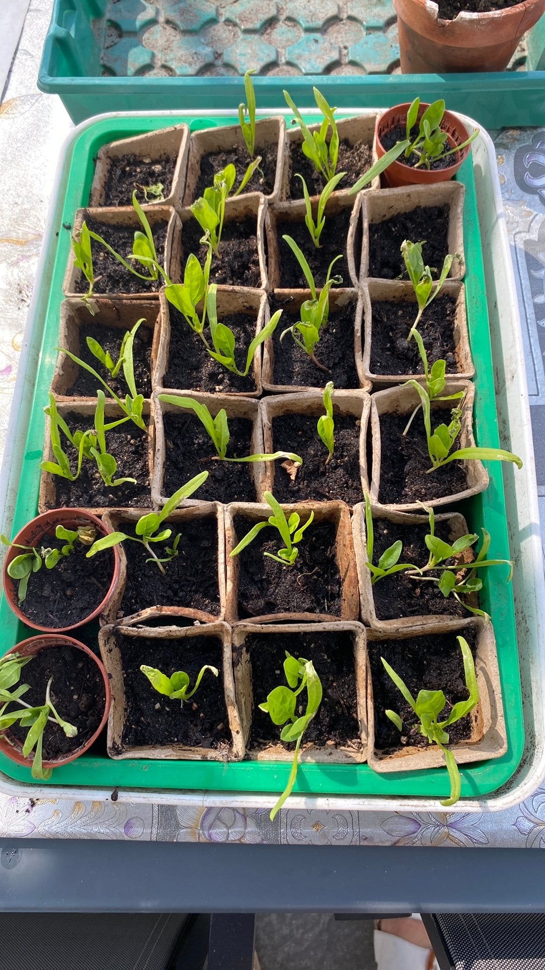 Plateau 24 Spinazie plantjes, Ophalen, Groenteplanten, Halfschaduw