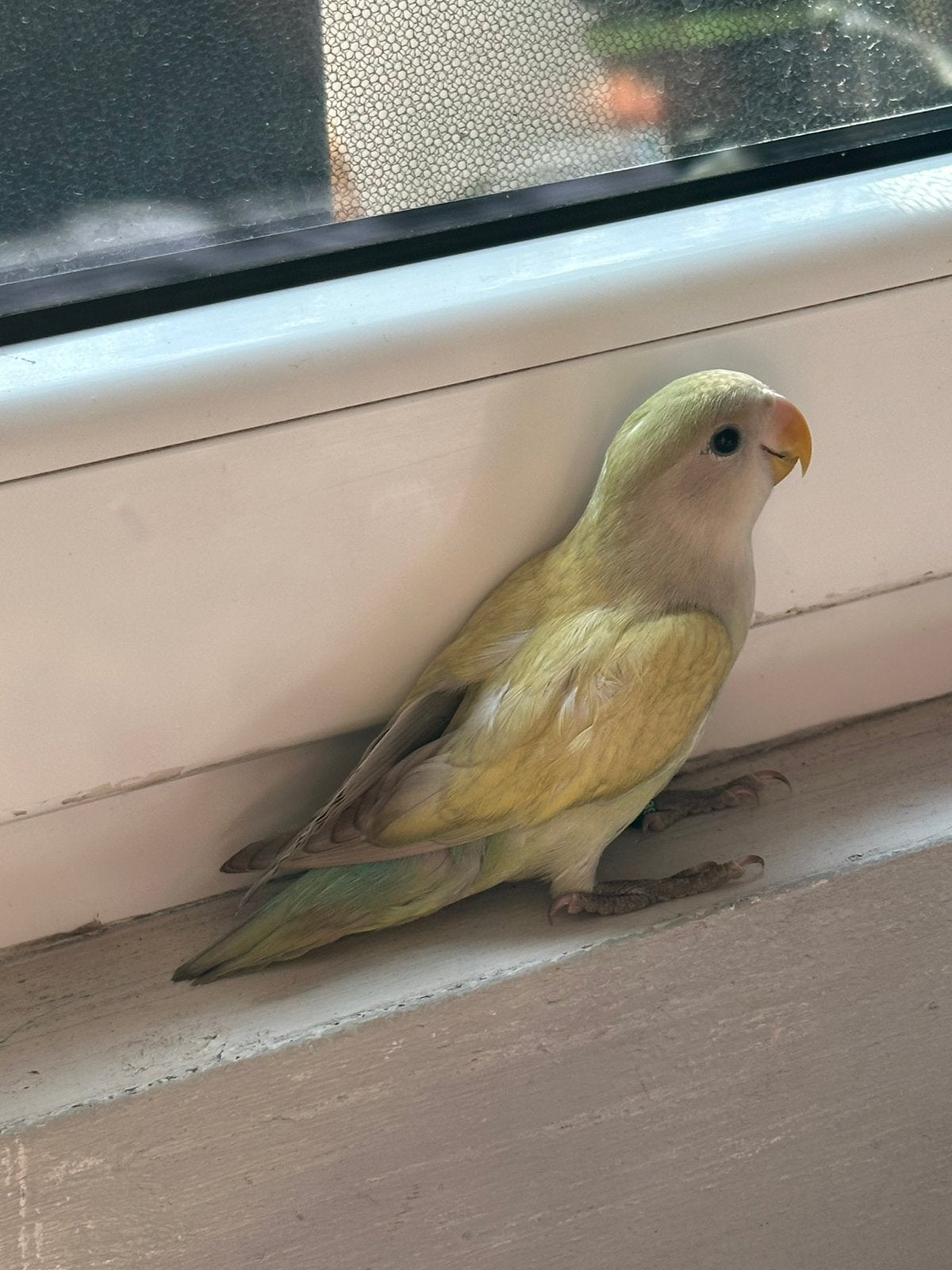 Lovebird femelle, Femelle, Perroquet nain ou Inséparable