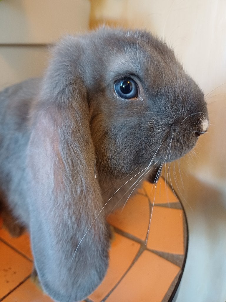 Lieve knappe franse hangoor ram, Mannelijk, Groot, Hangoor, 0 tot 2 jaar