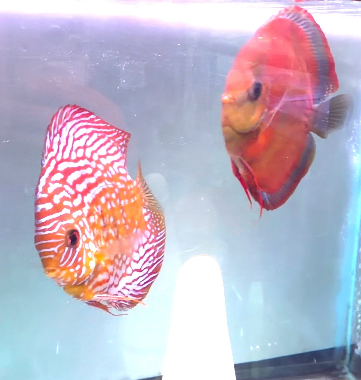 Couple discus