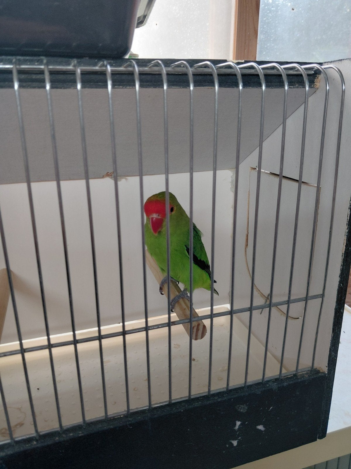 taranta man, Dieren en Toebehoren, Mannelijk, Dwergpapegaai of Agapornis, Geringd