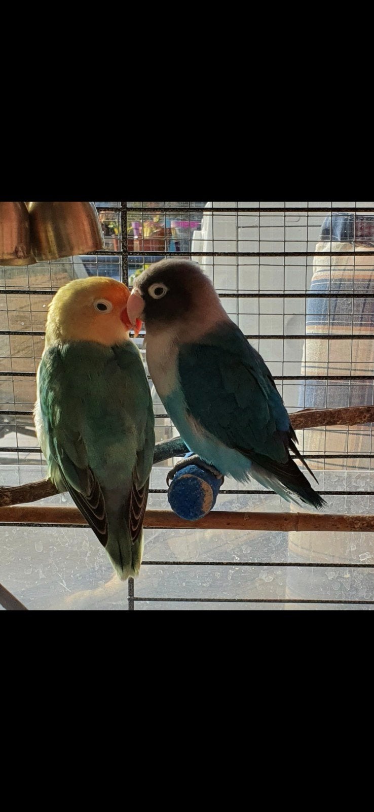 dwergpapegaaien alles inclusief, Dieren en Toebehoren