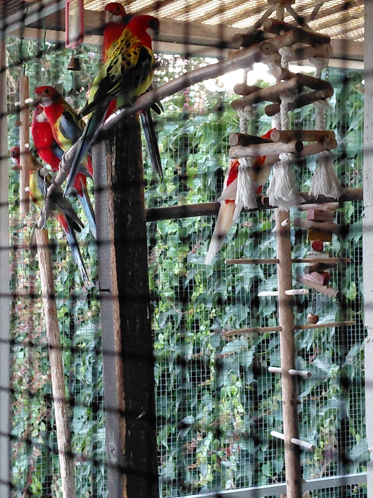 Rosella