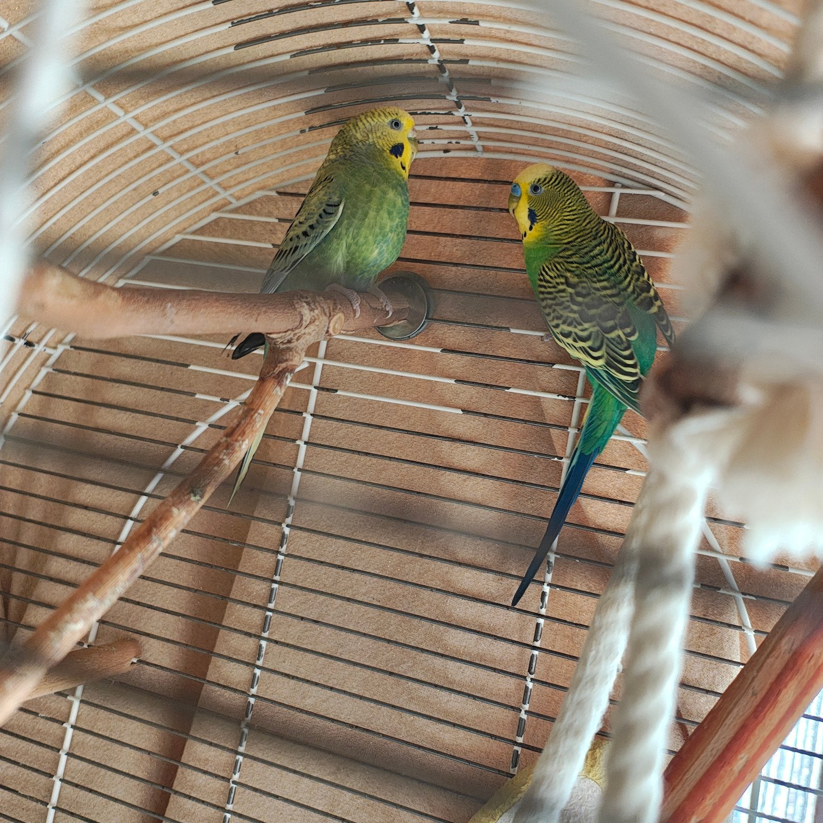 2 grasparkietjes, Animaux & Accessoires, Oiseaux | Perruches & Perroquets
