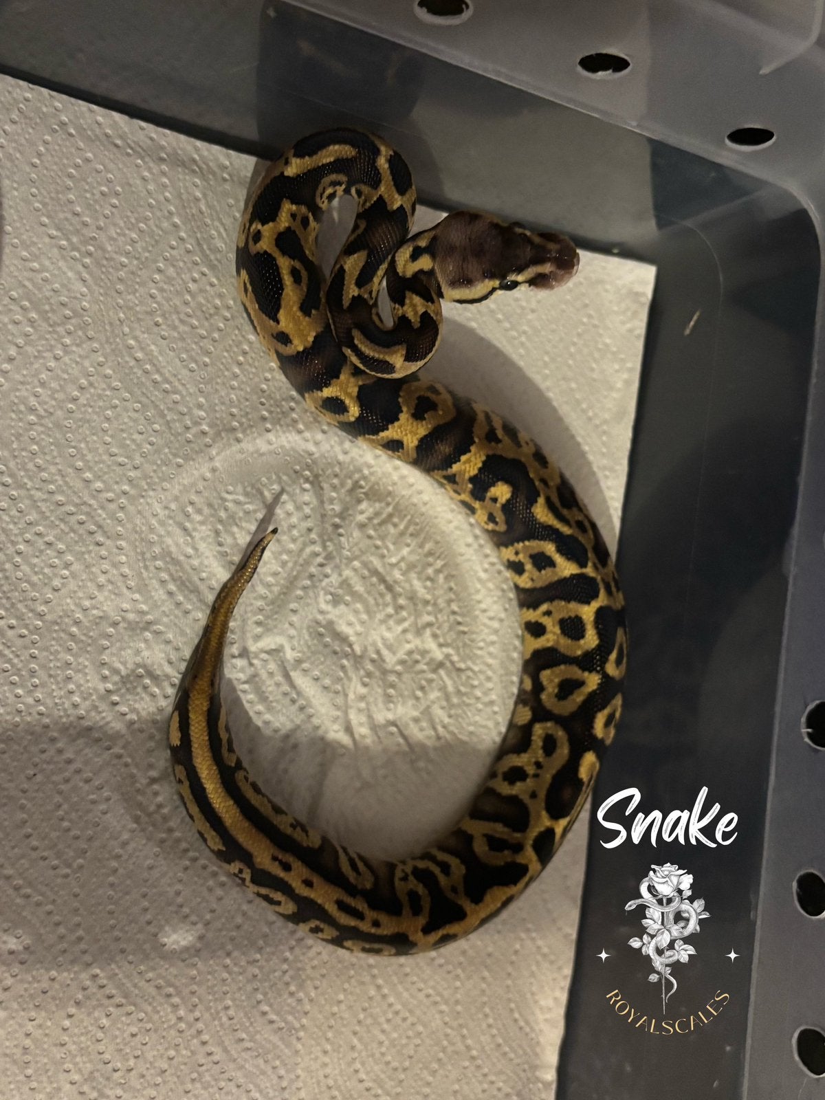 Python regius, Animaux & Accessoires, Serpent
