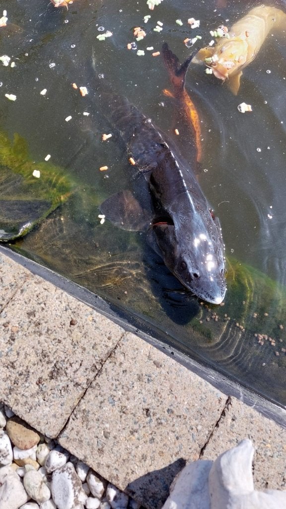 vijvervissen, Dieren en Toebehoren, Overige soorten