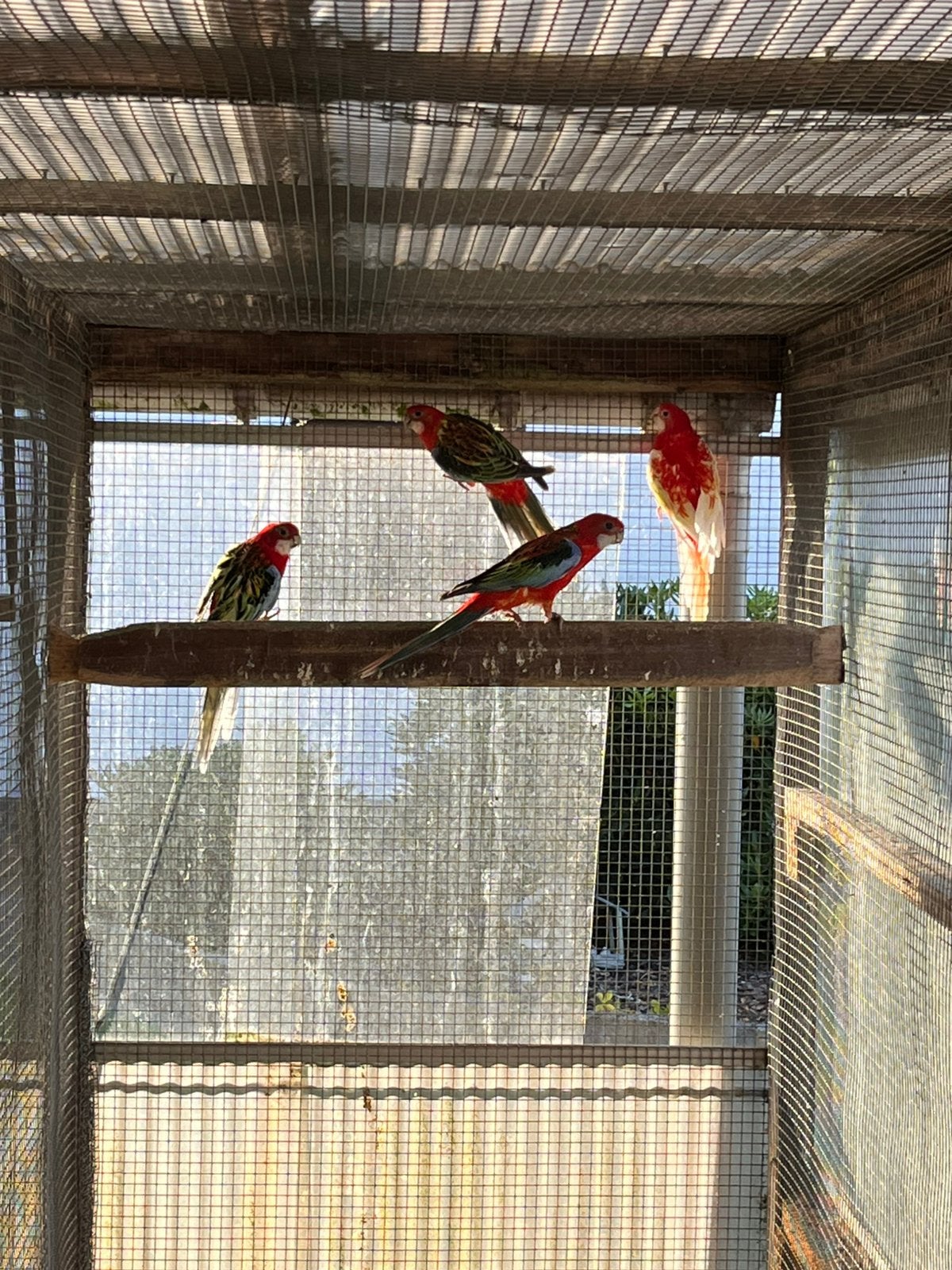 Kweekkoppels Rosella Parkieten + jongen, Meerdere dieren, Parkiet, Geringd