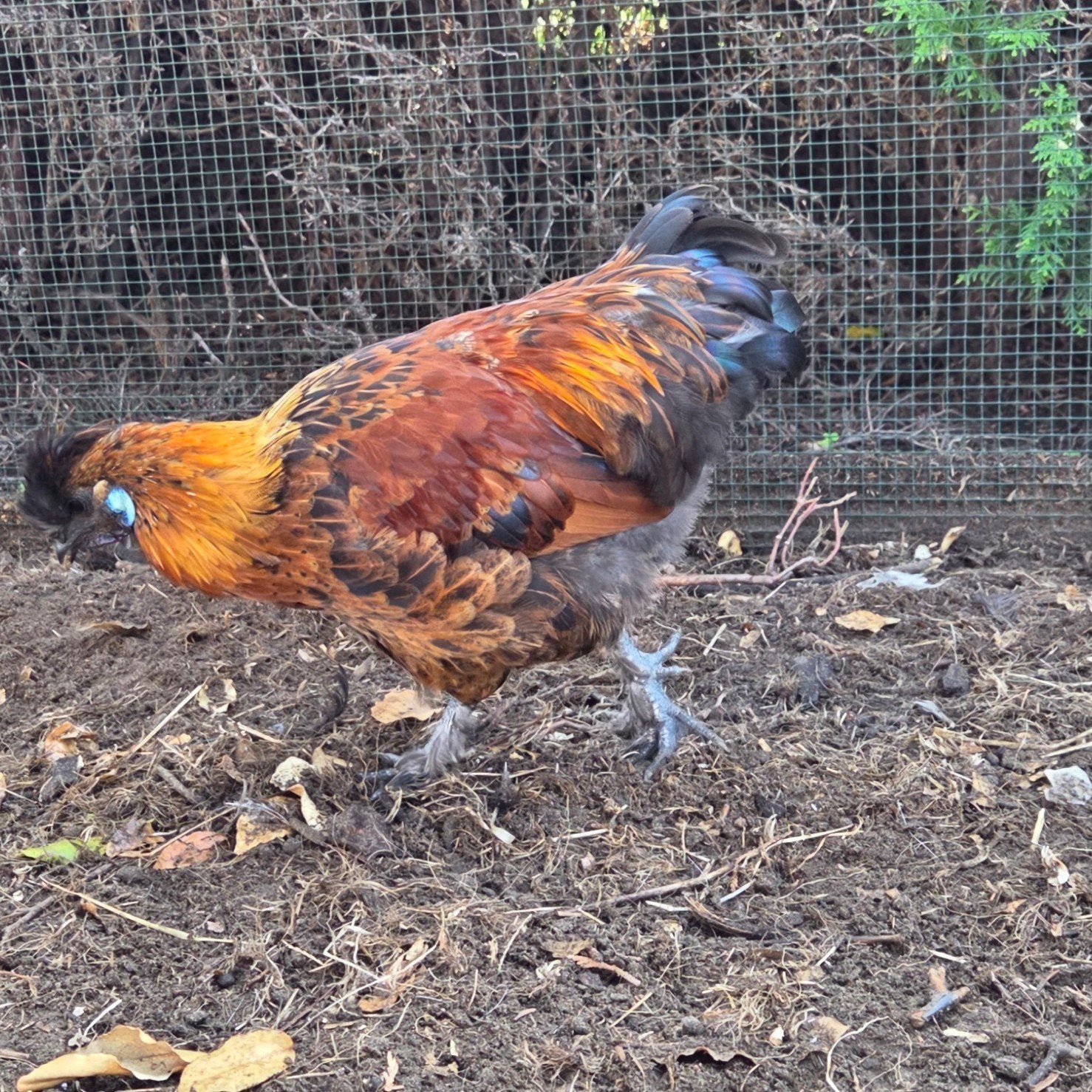 coq décoratif, Animaux & Accessoires