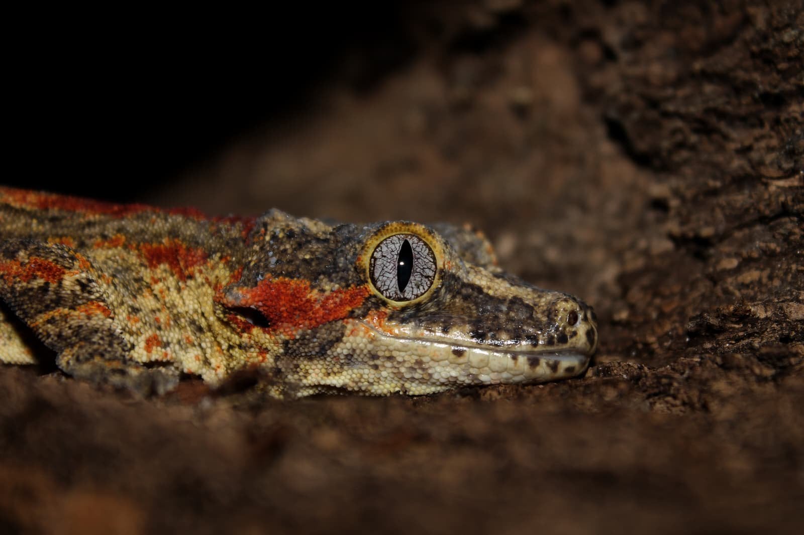 Gargoyle gekko trio (Rhacodactylus auriculatus)