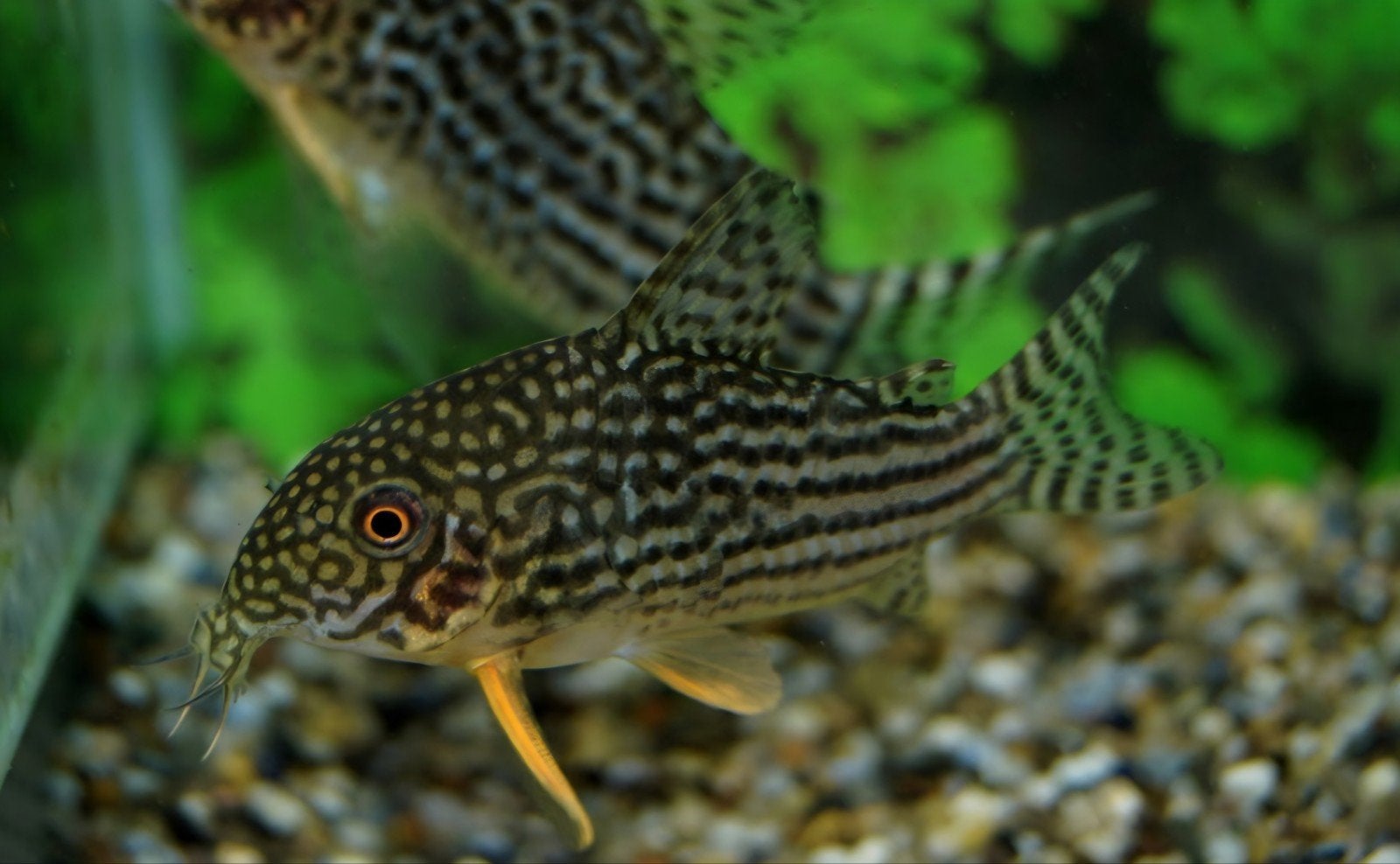 Corydoras Sterbai, Animaux & Accessoires, Poisson, Poisson d'eau douce