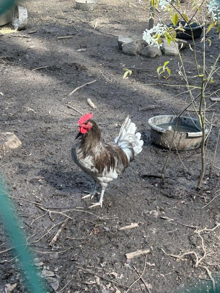 Oeufs de poules fécondés, Animaux & Accessoires, Volatiles | Accessoires, Enlèvement ou Envoi