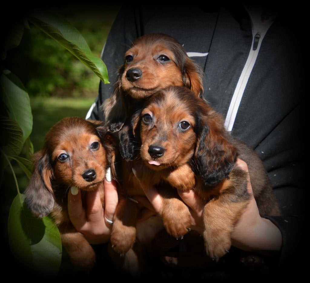 Teckel pups langhaar, België, CDV (hondenziekte), 8 tot 15 weken, Dwerg
