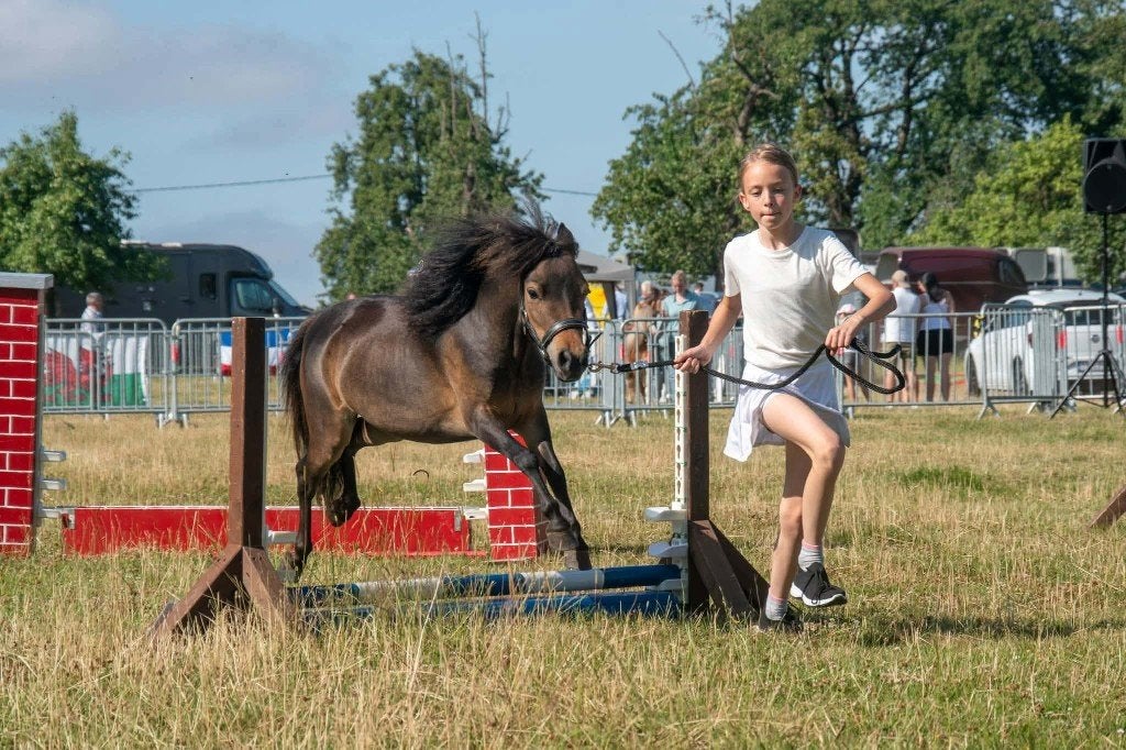 Minipaard merrie, Animaux & Accessoires, Poneys, Jument, Poney A (jusqu'à 1.17 m), 3 à 6 ans, Avec pedigree, Avec puce électronique