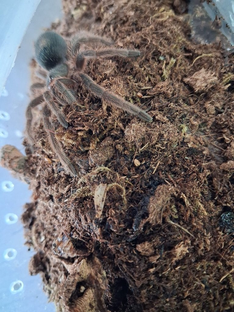 G. Anthracina tarantula, Dieren en Toebehoren, Insecten en Spinnen