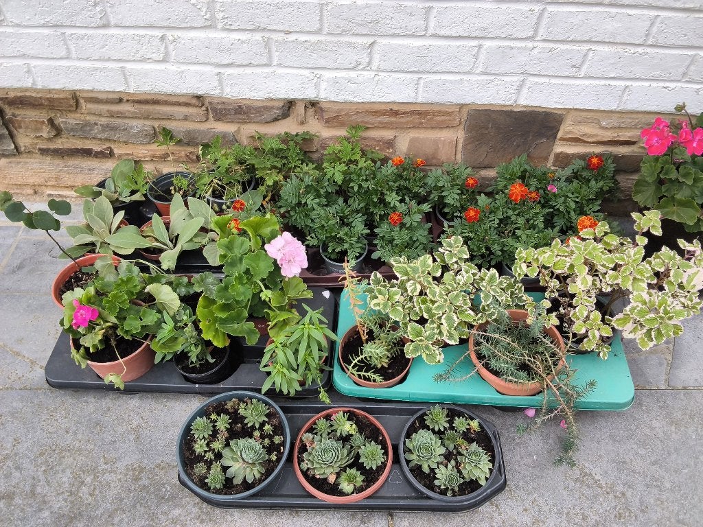 Tuinplanten/marigetes/houbard/citroengras/sedum/..., Tuin en Terras, Ophalen