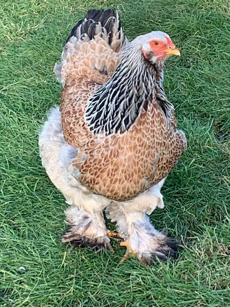 Brahma Zalm kuikens + Isa Brown kuikentjes, Dieren en Toebehoren, Geslacht onbekend, Kip