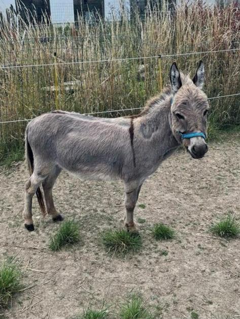 Mini ezel ruintje met stamboom, Dieren en Toebehoren, Overige Dieren, Mannelijk, Januari