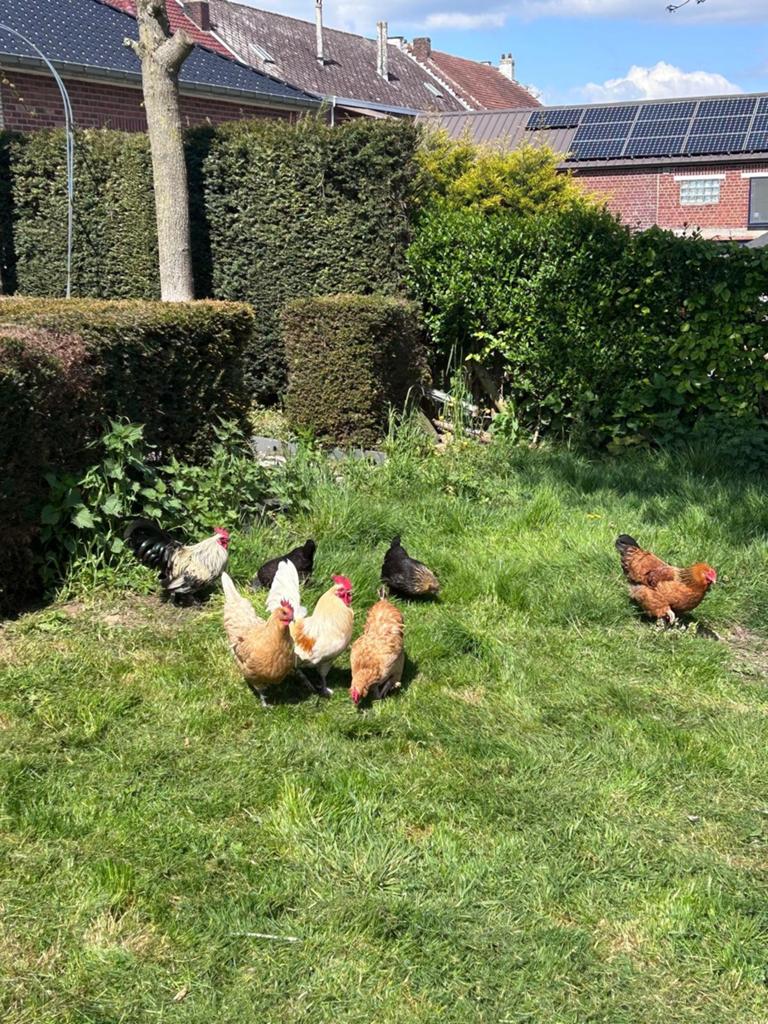 Poules pondeuse, Animaux & Accessoires