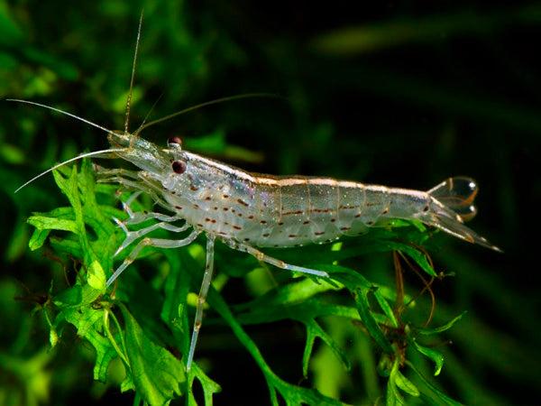 Amano japonica garnalen te koop 2€ stuk, Kreeft, Krab of Garnaal, Zoetwatervis