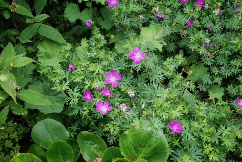 Geranium sanguineum en Geranium sanguineum var. striatum, Jardin & Terrasse, Plantes | Jardin, Plante fixe, Plein soleil, Enlèvement