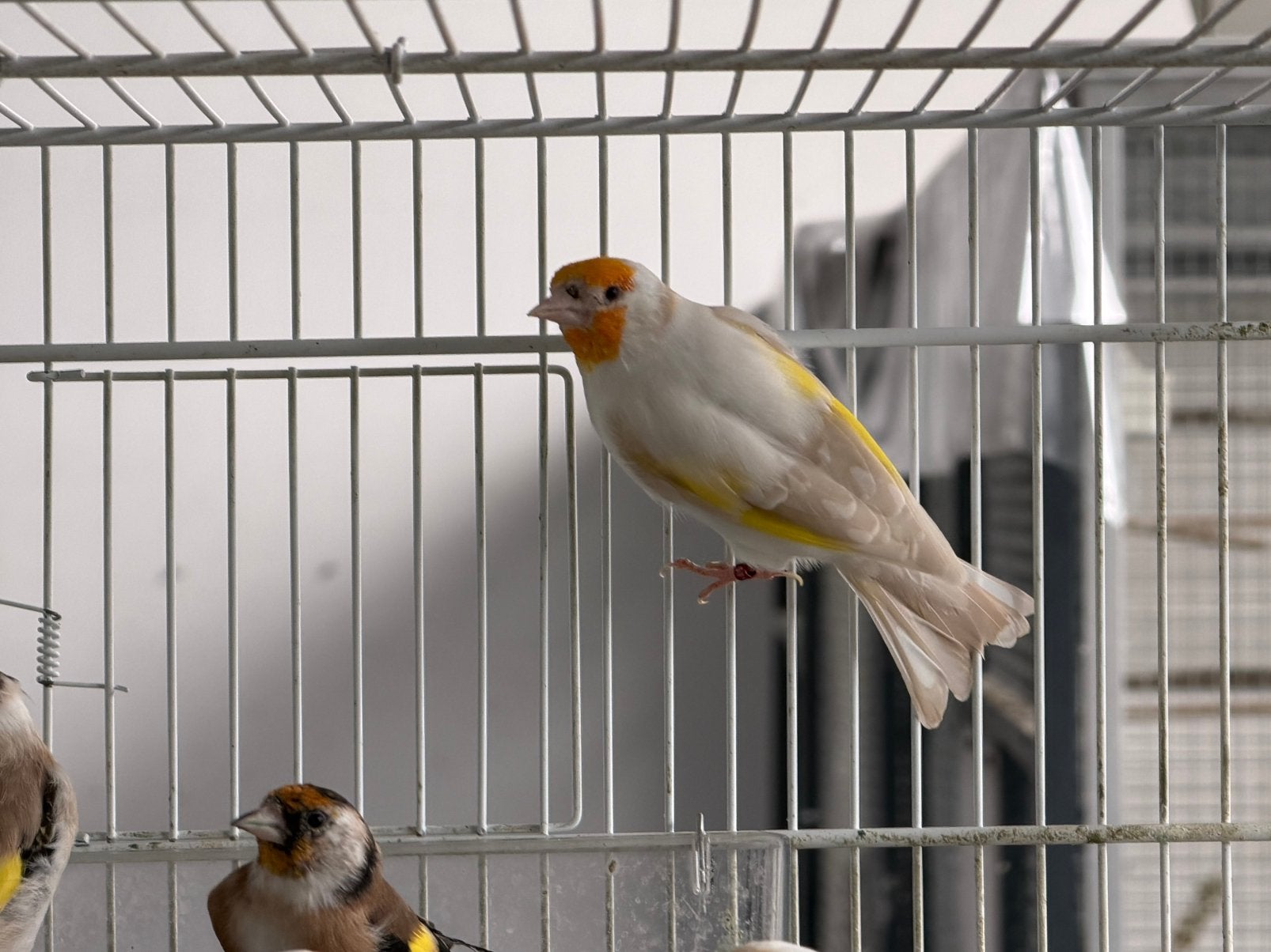 Satinet pop 2024, Femelle, Oiseau chanteur sauvage, Bagué