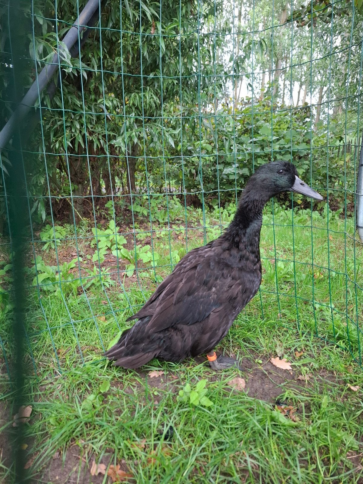 Eend van Vorst, Meerdere dieren, Eend