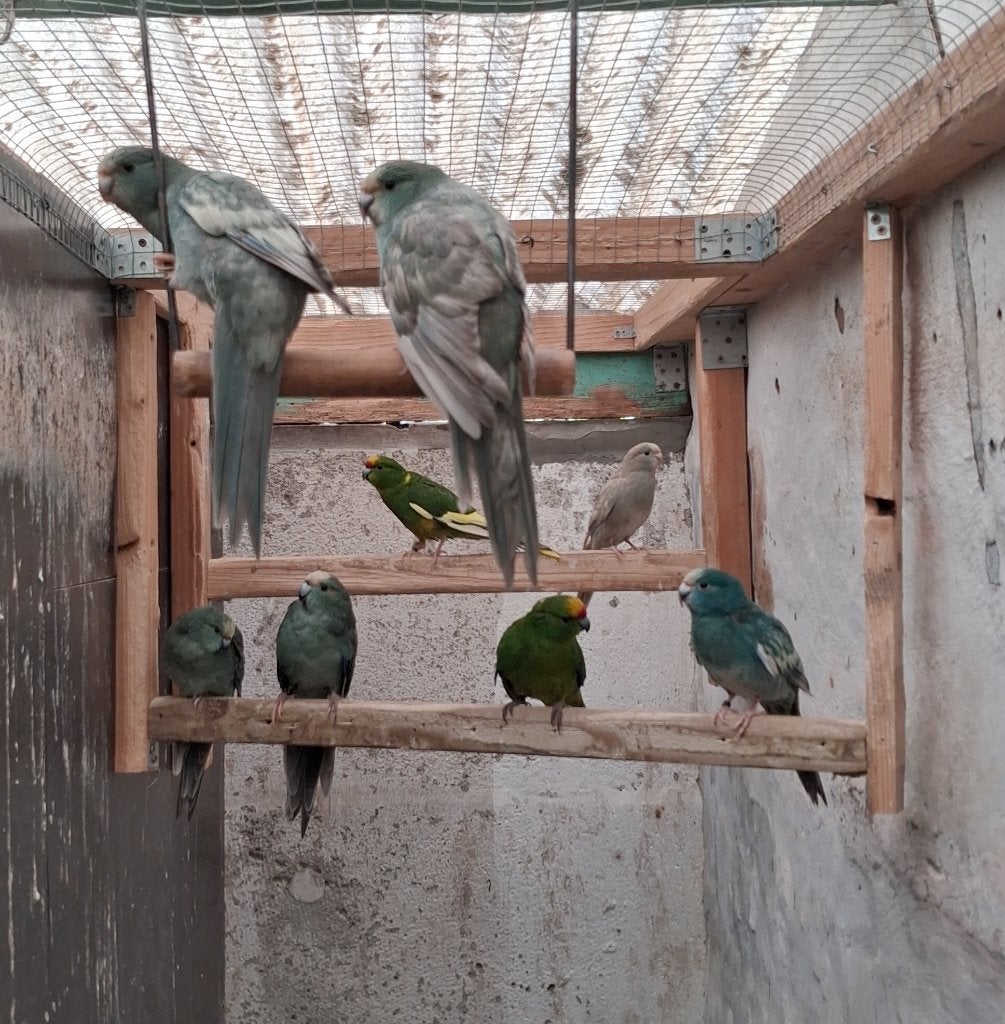 Kakariki Jonge 2026, Animaux & Accessoires, Plusieurs animaux, Perruche, Bagué