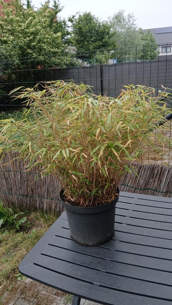 Bamboe in pot. Zeer vitale plant., Ophalen