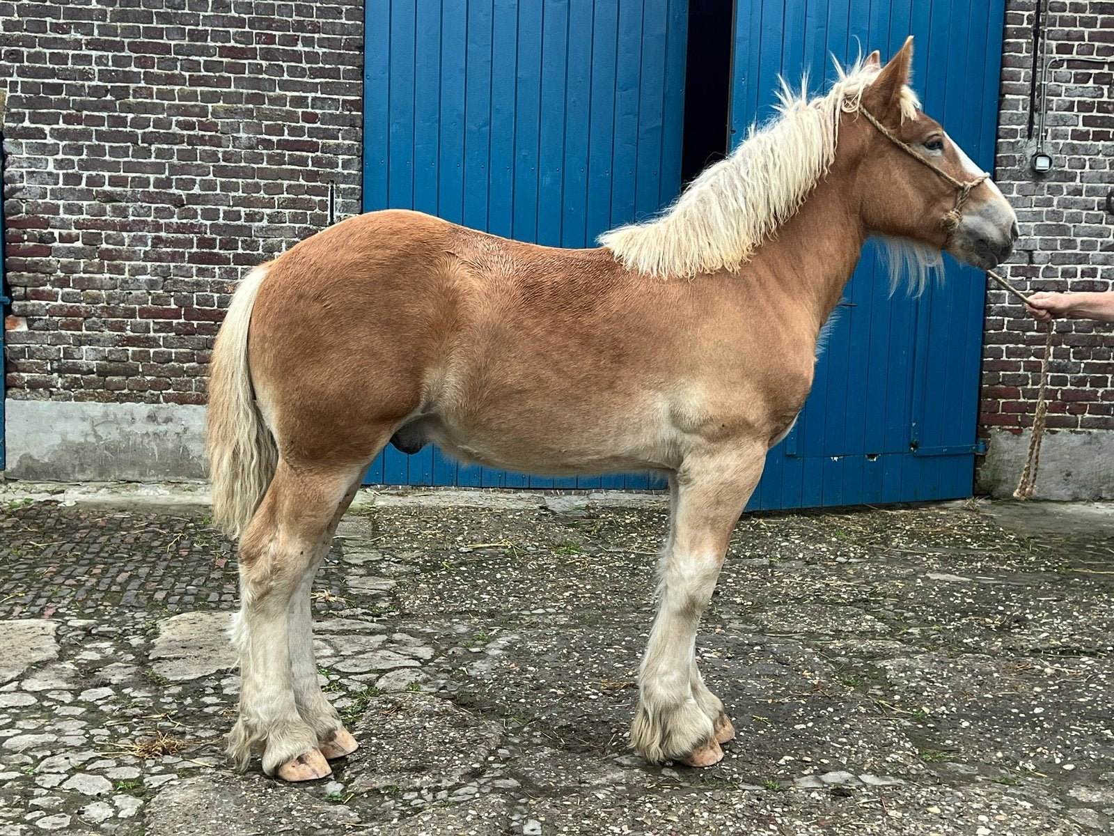Trekpaard hengstenveulen te koop, Minder dan 160 cm, Met stamboom, Niet van toepassing, 0 tot 2 jaar