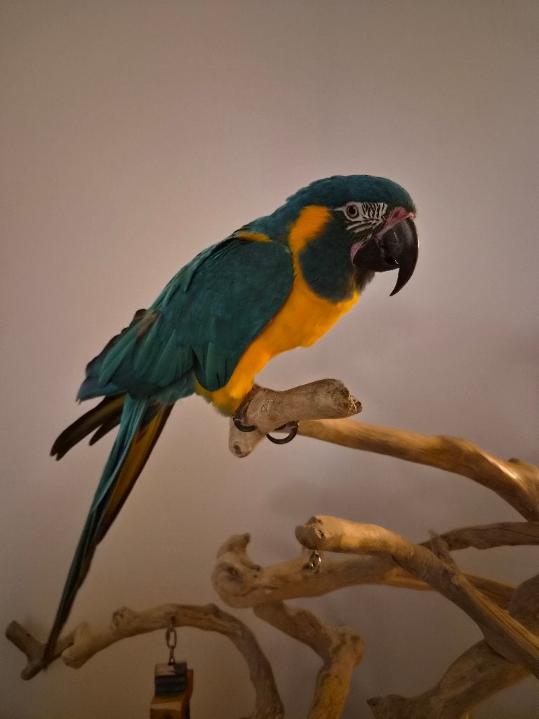 Blauwkeel ara, Mannelijk, Papegaai, Pratend