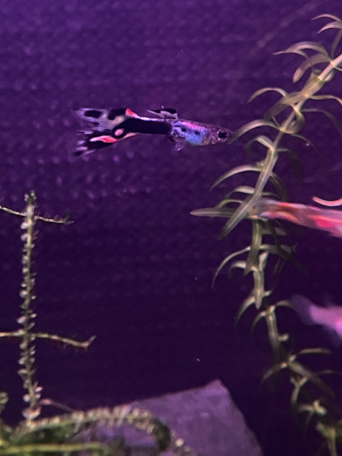 Guppy, Vis