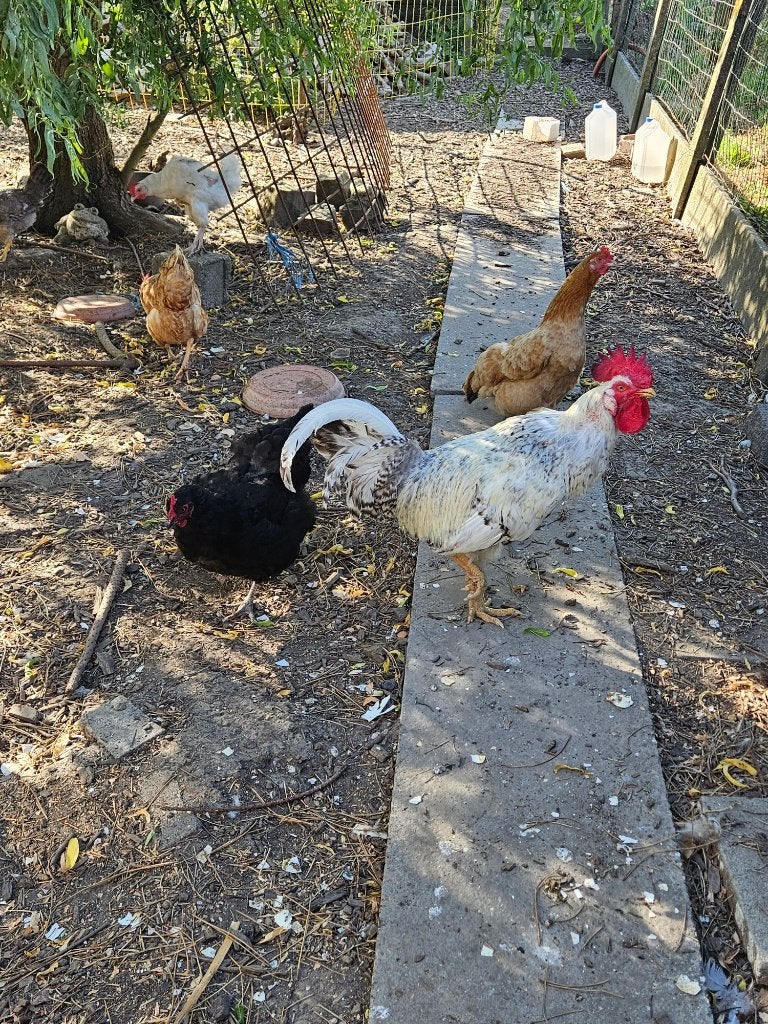 Haan cream legbar, Animaux & Accessoires, Volatiles, Mâle, Poule ou poulet