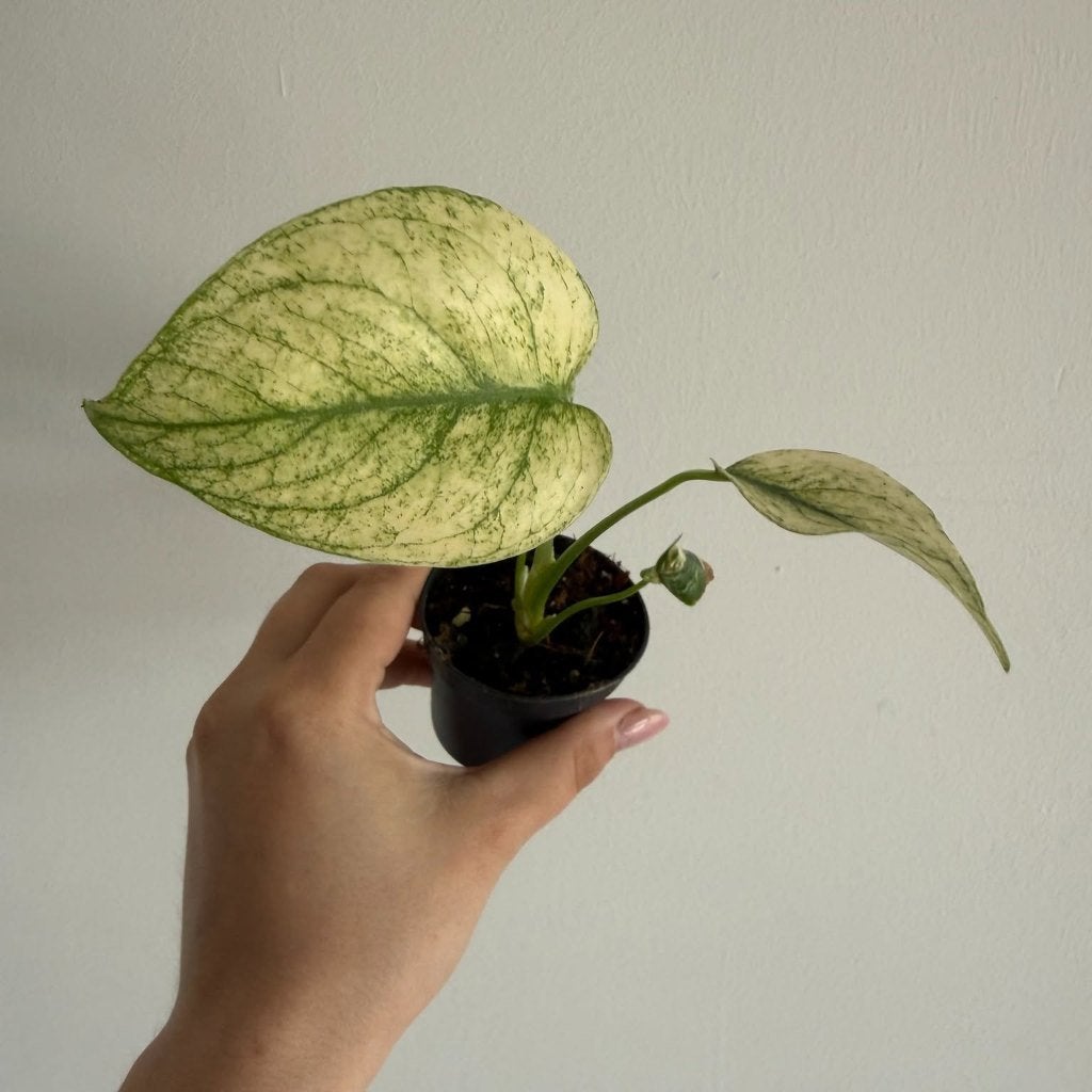 Monstera Mint, Autres espèces, Enlèvement ou Envoi, Moins de 100 cm, Plante verte