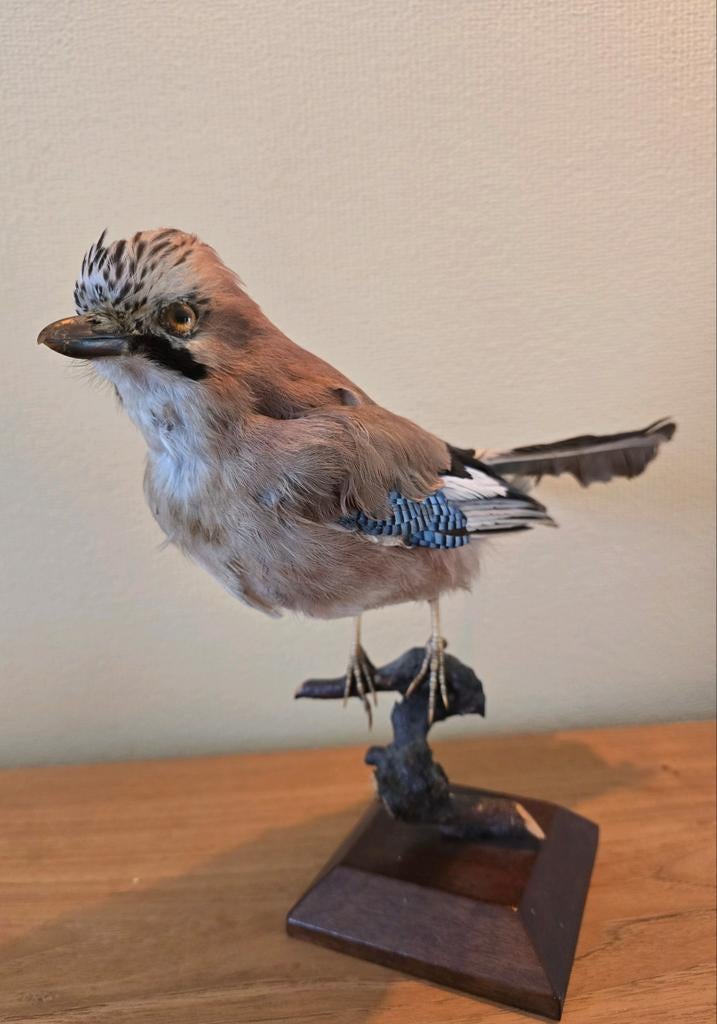 Taxidermie: Vlaamse Gaai, Ophalen