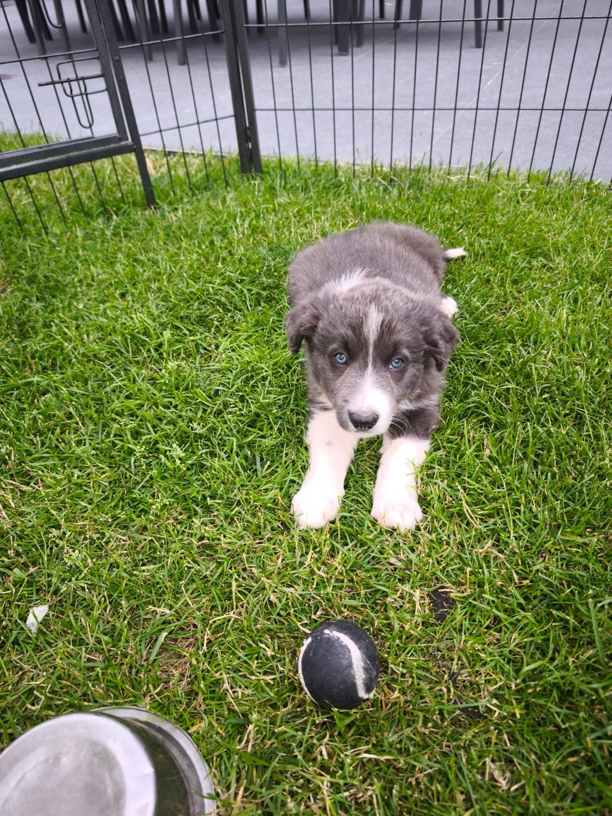 Broertje en zusje, Dieren en Toebehoren, Parvo, België, Fokker | Hobbymatig, 8 tot 15 weken